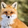 Retrofoxxo